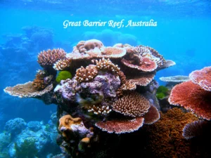 Great Barrier Reef Australia underwater coral reef