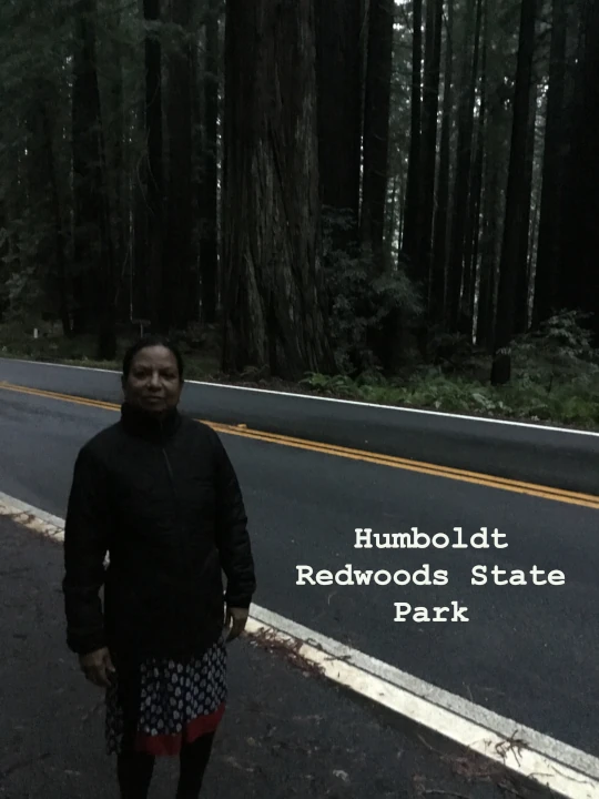 Humboldt Redwoods State Park California giant redwood forest