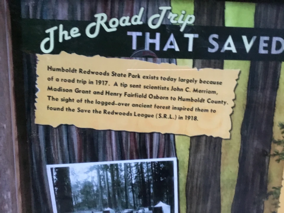 Humboldt Redwoods State Park California giant coast redwood trees
