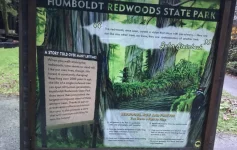 Humboldt Redwoods State Park California with giant coast redwood trees