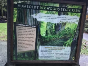 Humboldt Redwoods State Park California with giant coast redwood trees