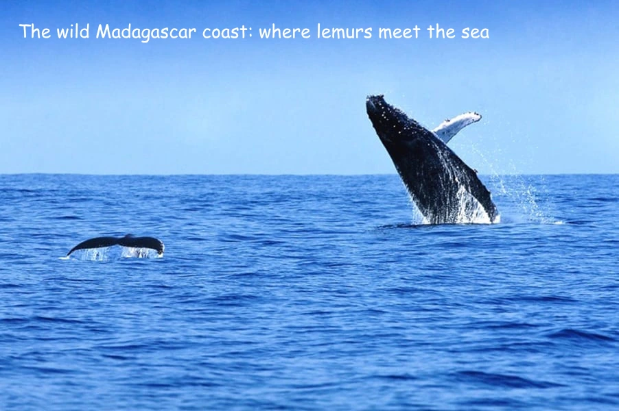 Humpback whale breaching off the coast of Ifaty, Madagascar
